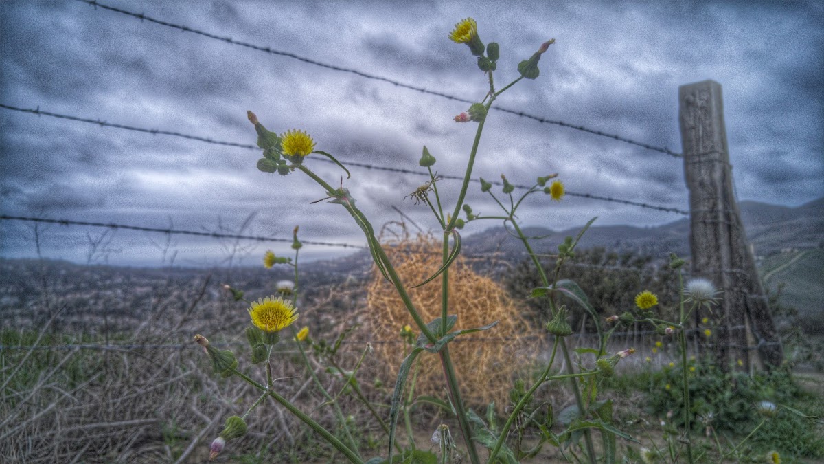 Forster Ridgeline Trail