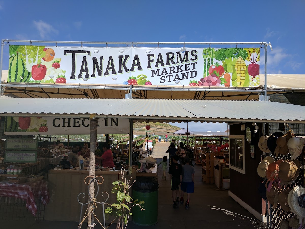 Tanaka Farms U-Pick Strawberries