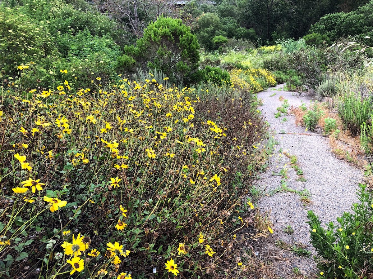 Trestles Beach Trail