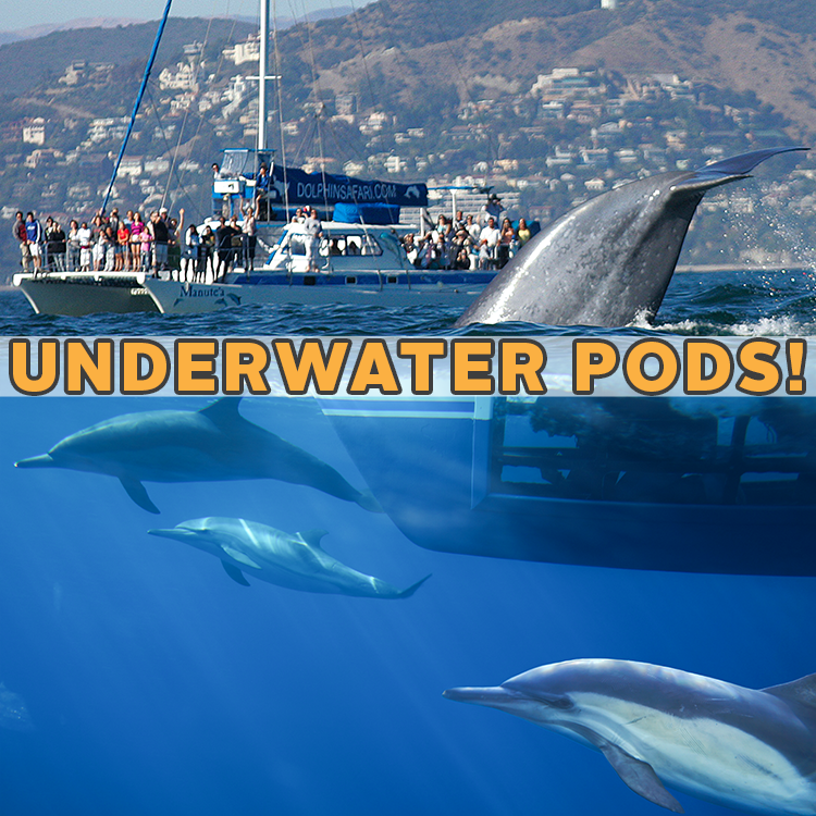 Whale Watching with Capt. Dave's