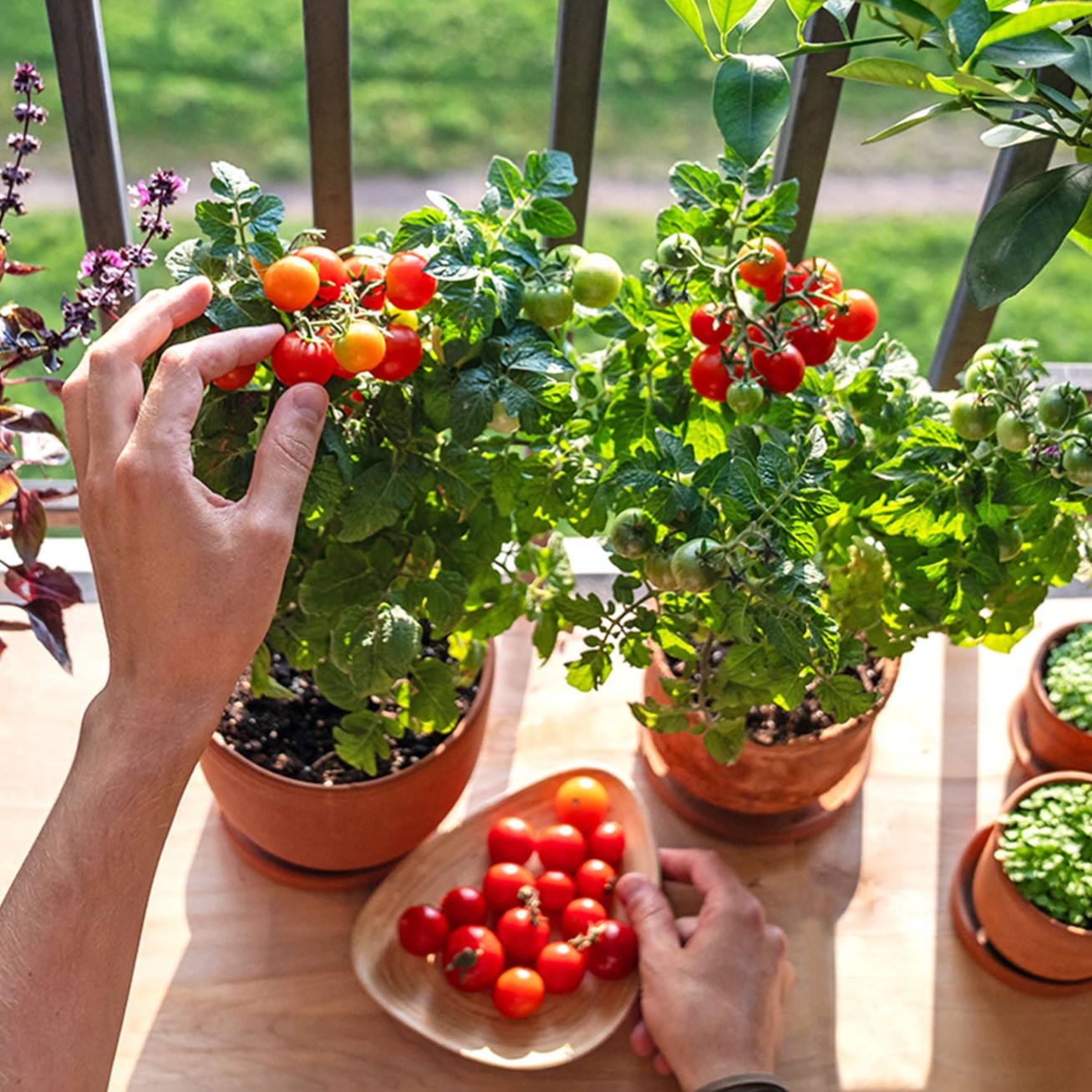Dwarf Fruits and Vegetables for Small Space Gardens