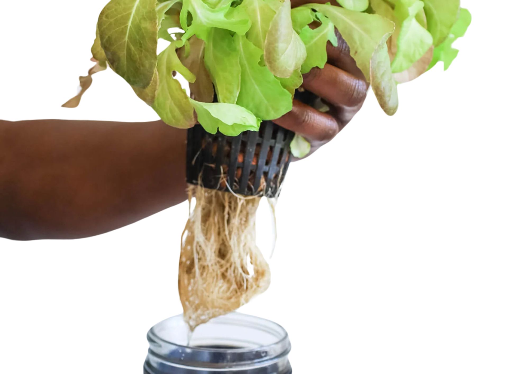 Hydroponics for the Home Gardener: Build Your Own System